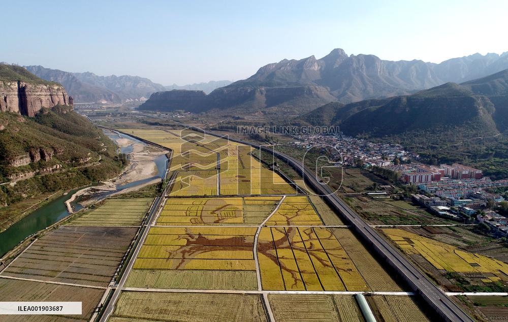 Rice Harvesting in Handan