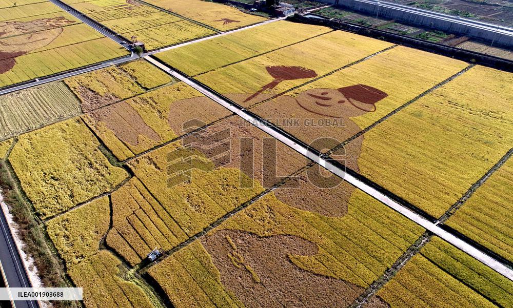 Rice Harvesting in Handan