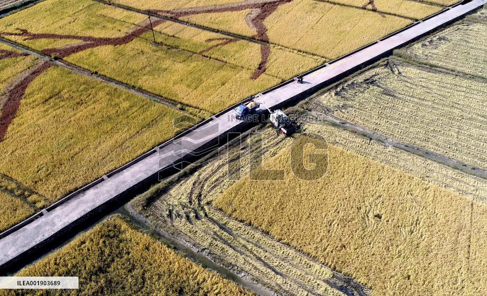 Rice Harvesting in Handan
