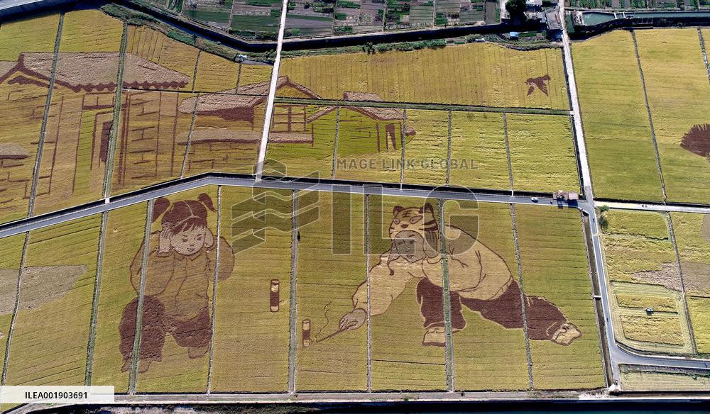 Rice Harvesting in Handan