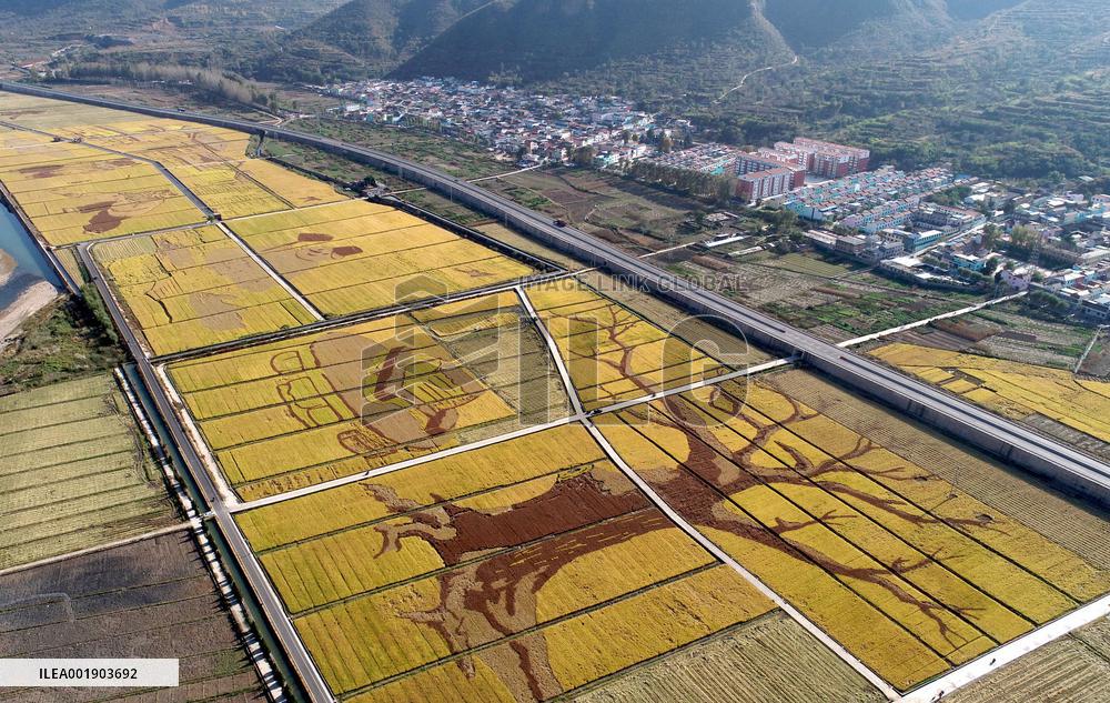 Rice Harvesting in Handan