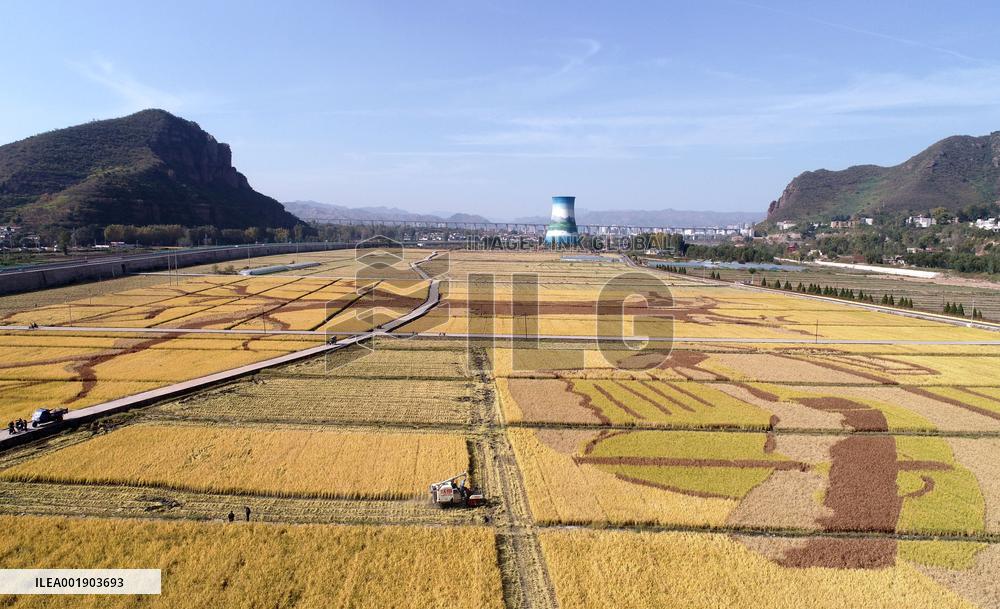 Rice Harvesting in Handan