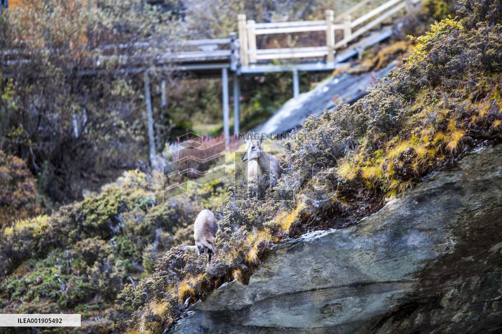 Bue Sheep at  Yading Scenic Spot in Ganzi