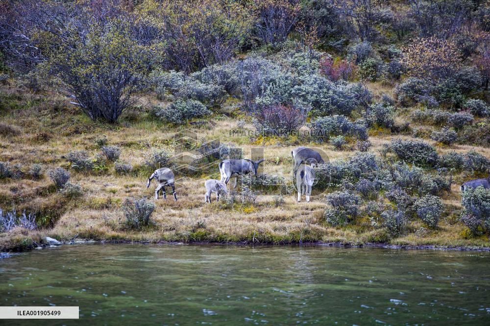 Bue Sheep at  Yading Scenic Spot in Ganzi