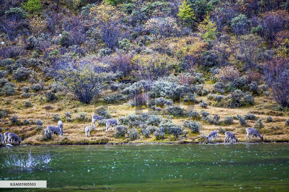 Bue Sheep at  Yading Scenic Spot in Ganzi
