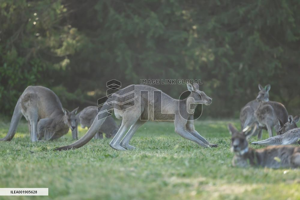 AUSTRALIA-CANBERRA-KANGAROO