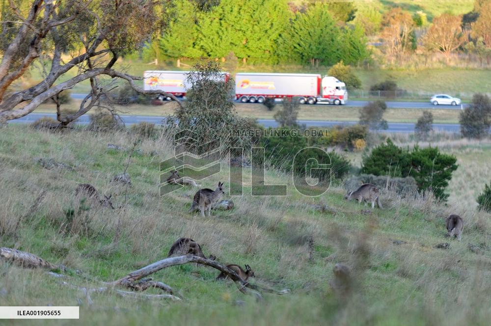 AUSTRALIA-CANBERRA-KANGAROO