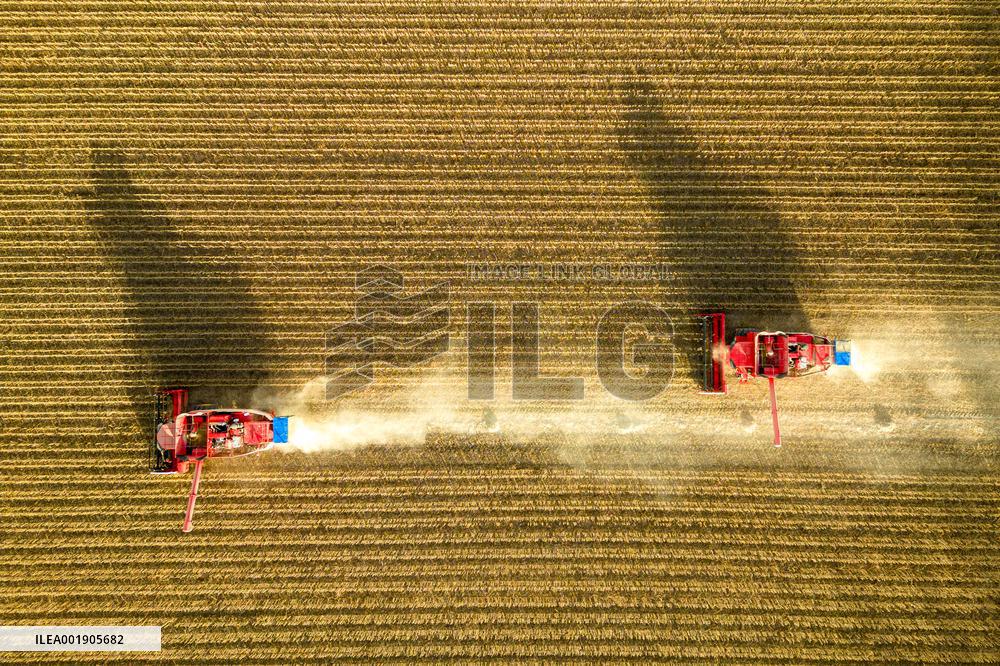CHINA-HEILONGJIANG-AUTUMN HARVEST-DRONE PHOTO (CN)