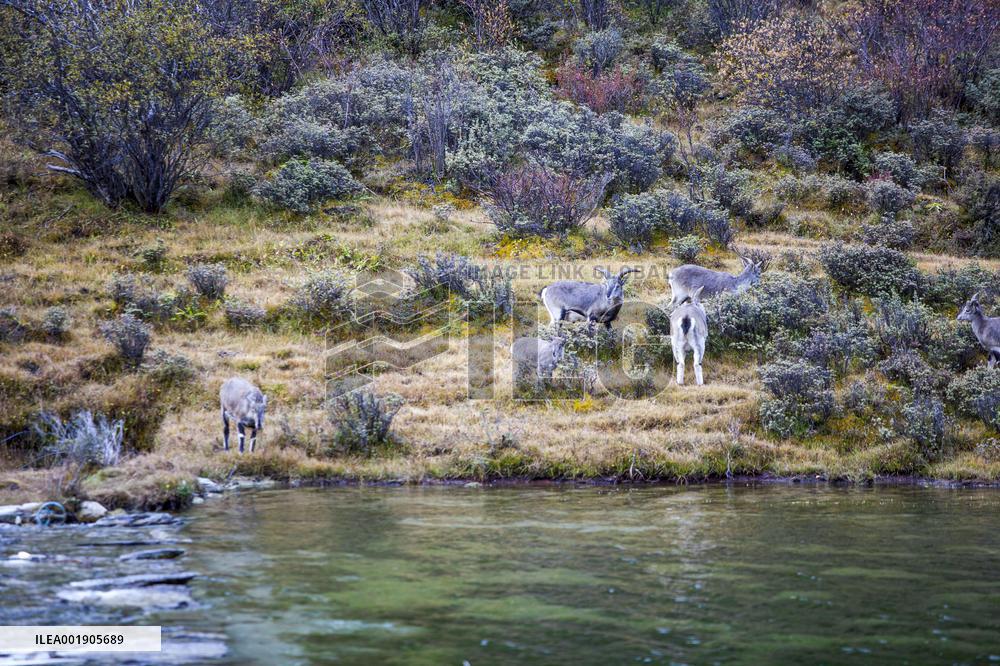 Bue Sheep at  Yading Scenic Spot in Ganzi