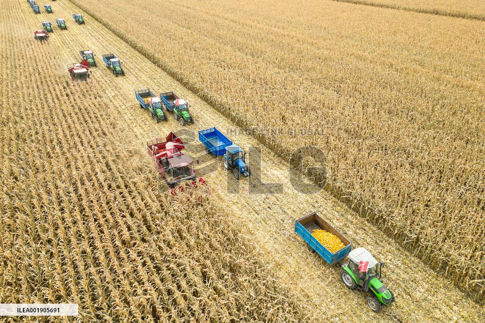 CHINA-HEILONGJIANG-AUTUMN HARVEST-DRONE PHOTO (CN)