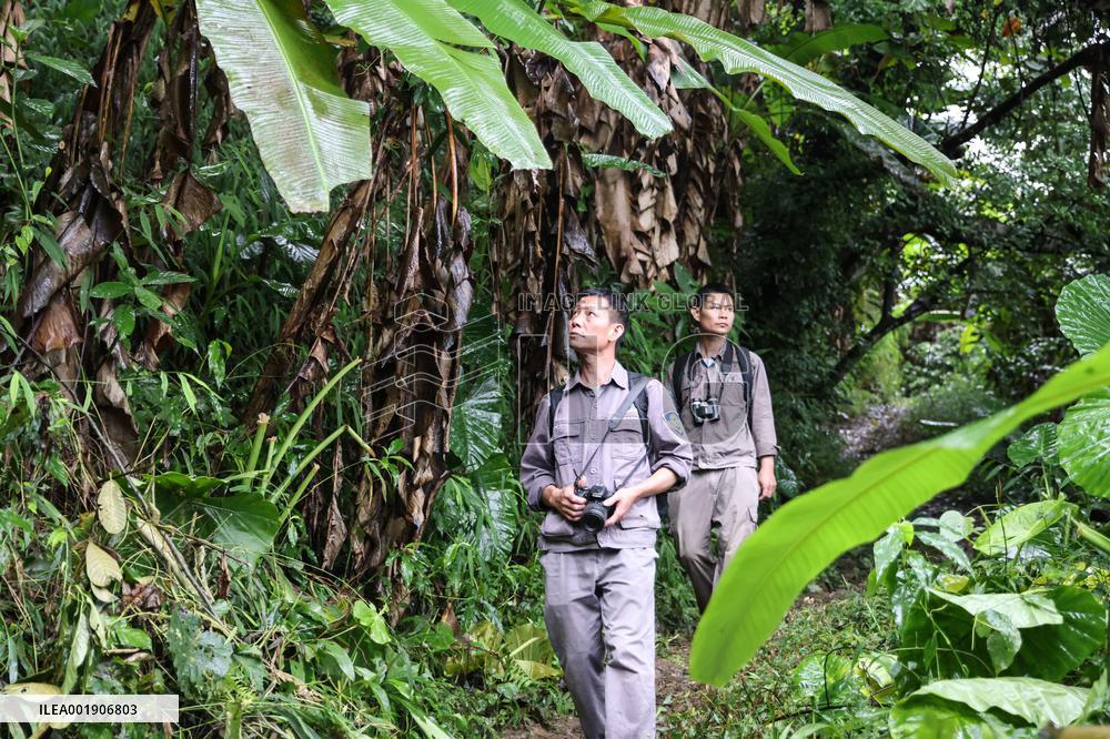 CHINA-HAINAN-HAINAN GIBBONS-RANGER (CN)