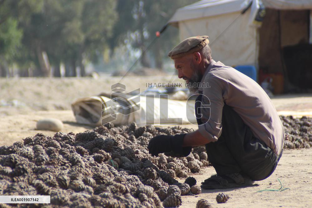 AFGHANISTAN-NANGARHAR-PINE NUTS