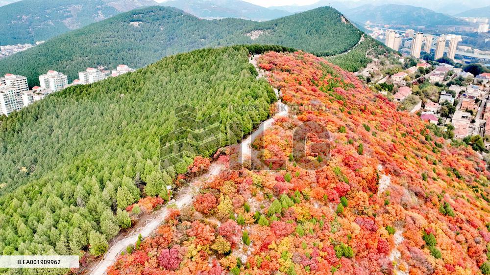 Vegetation Landscape in Jinan