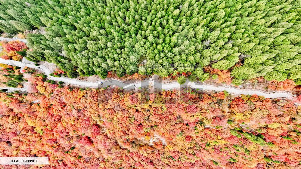 Vegetation Landscape in Jinan