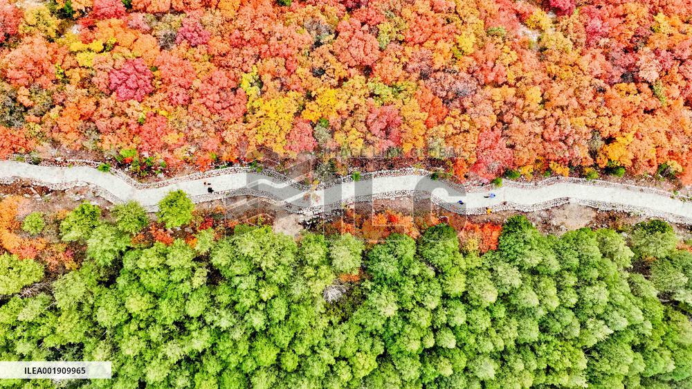 Vegetation Landscape in Jinan