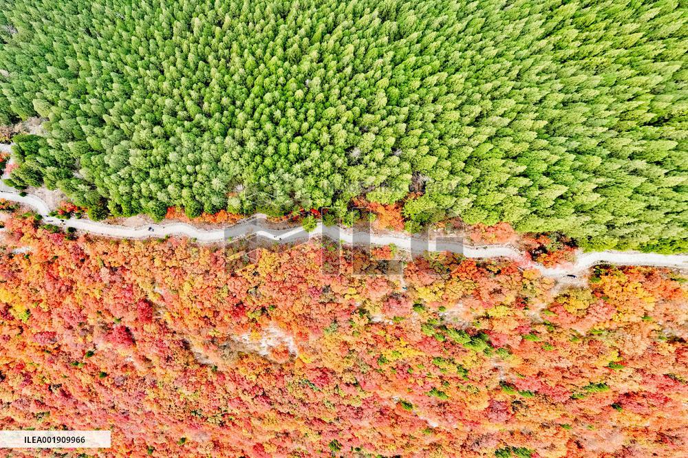 Vegetation Landscape in Jinan