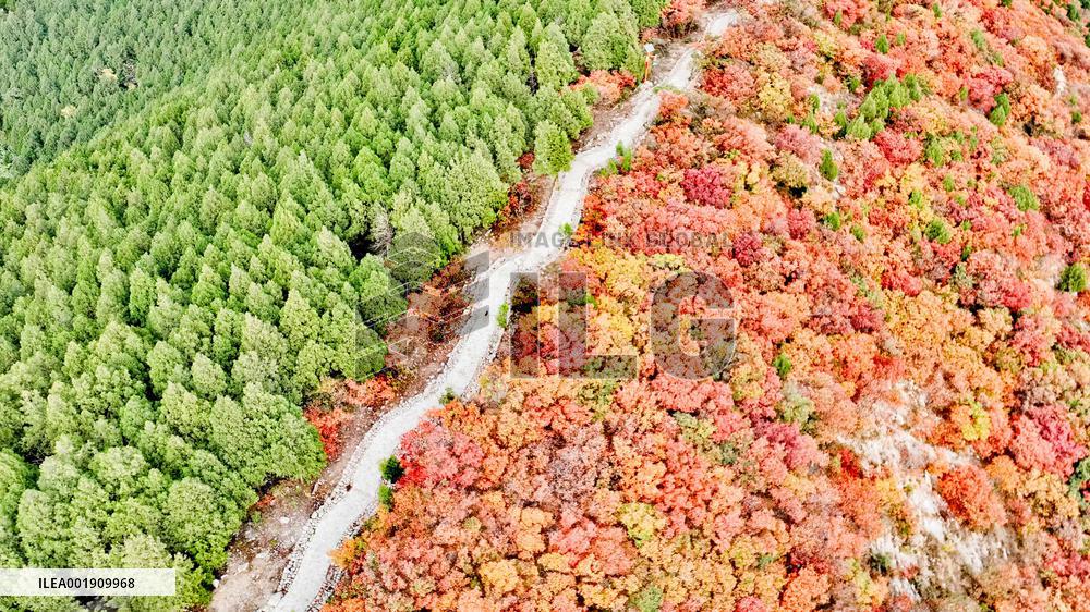 Vegetation Landscape in Jinan