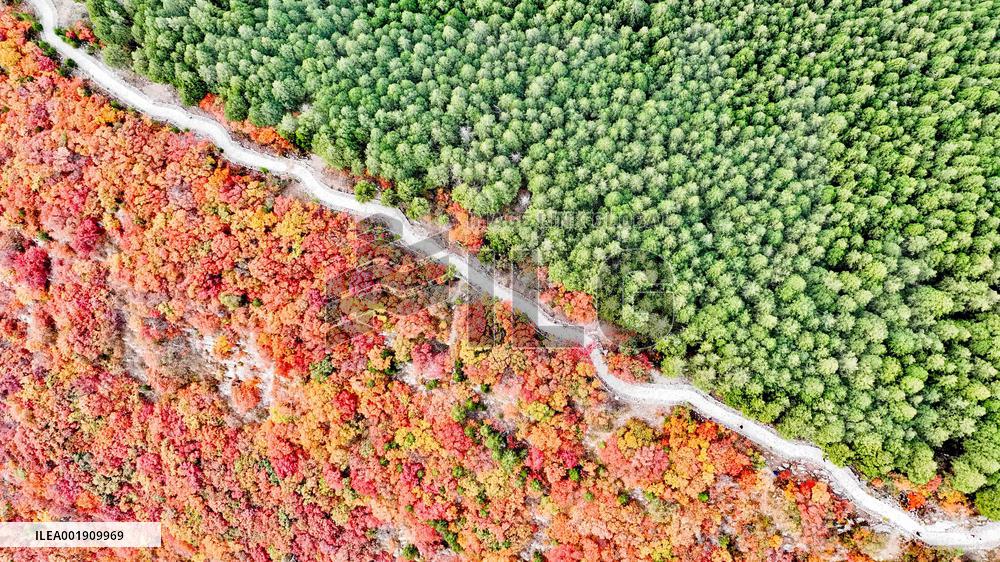 Vegetation Landscape in Jinan