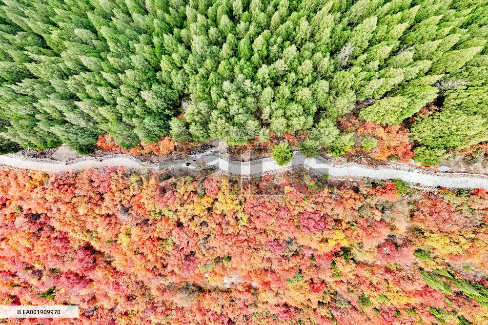Vegetation Landscape in Jinan