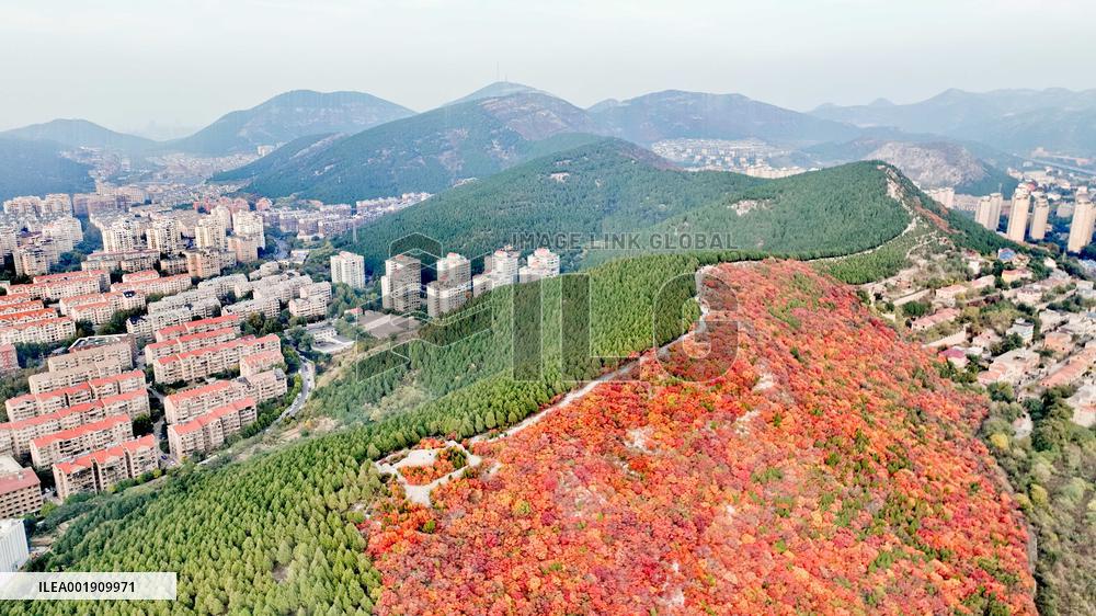 Vegetation Landscape in Jinan