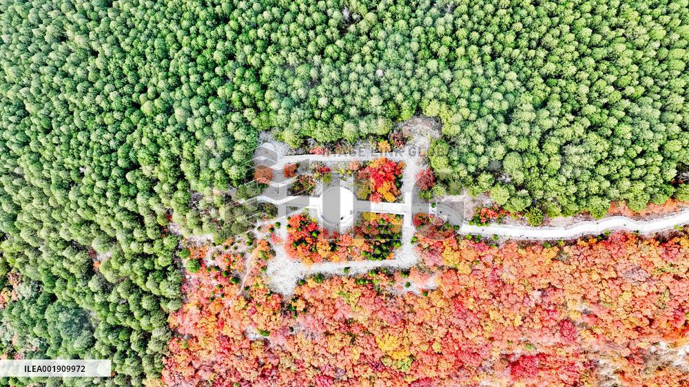 Vegetation Landscape in Jinan