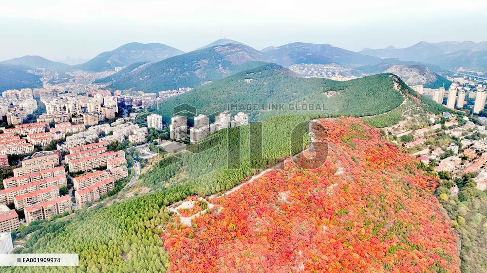 Vegetation Landscape in Jinan