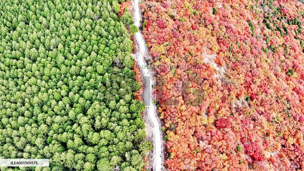 Vegetation Landscape in Jinan