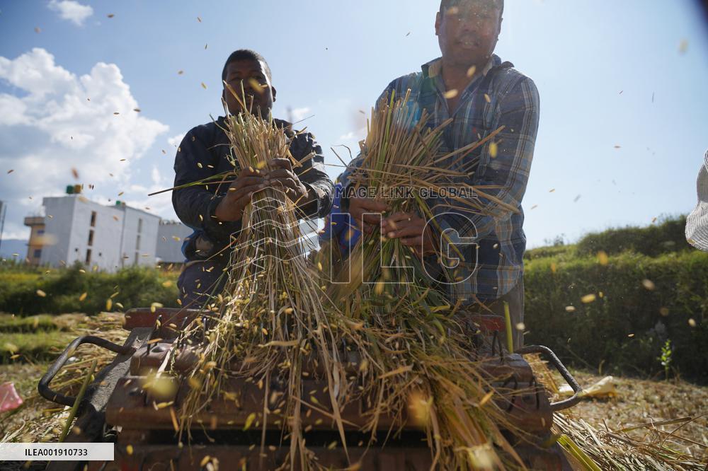 NEPAL-LALITPUR-PADDY HARVEST