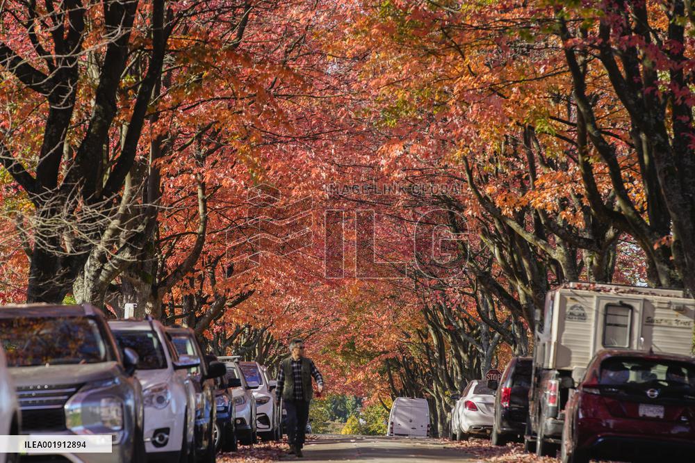 CANADA-VANCOUVER-AUTUMN-SCENERY