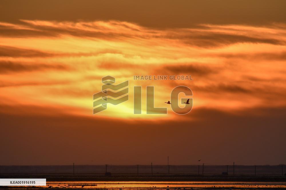 CHINA-JILIN-ZHENLAI-MIGRANT BIRDS (CN)