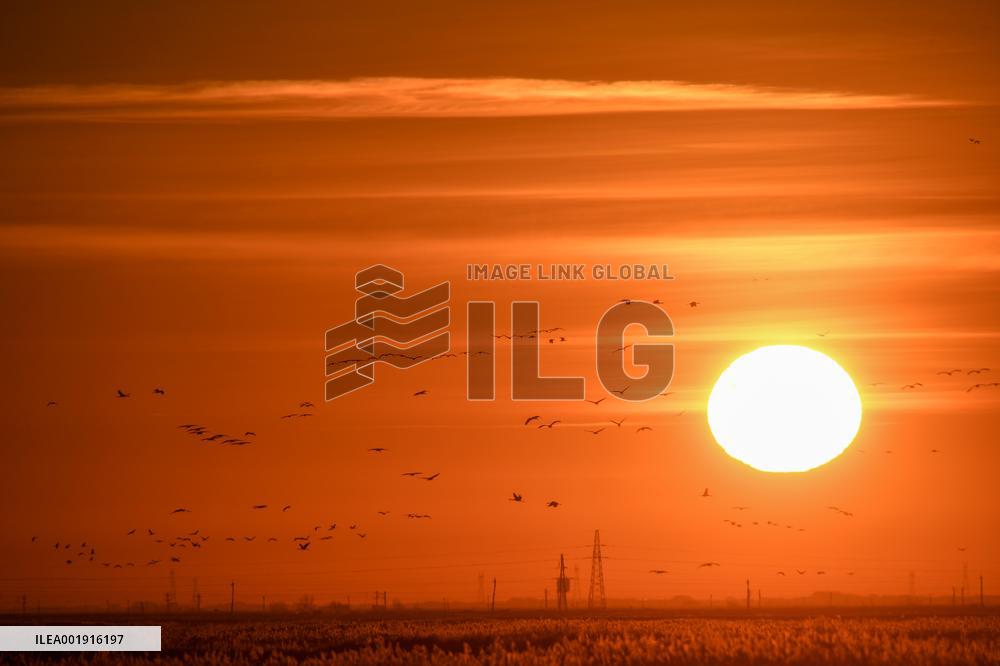 CHINA-JILIN-ZHENLAI-MIGRANT BIRDS (CN)