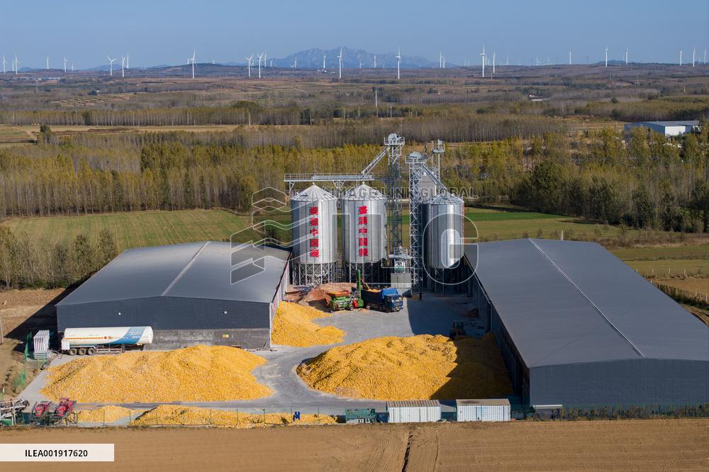 Grain Storage Center in Qingdao