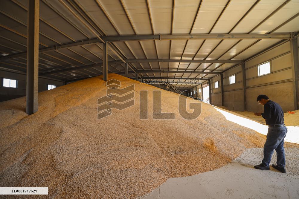 Grain Storage Center in Qingdao