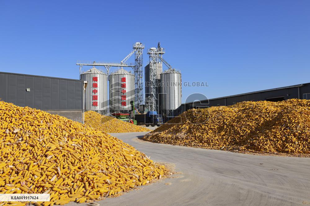 Grain Storage Center in Qingdao