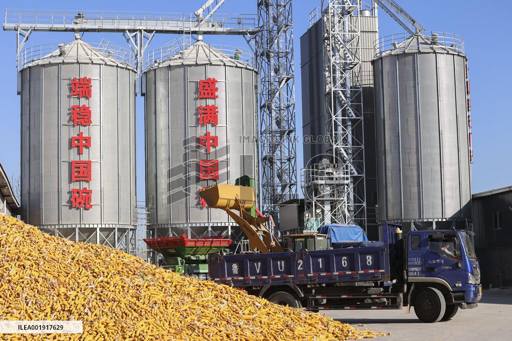 Grain Storage Center in Qingdao