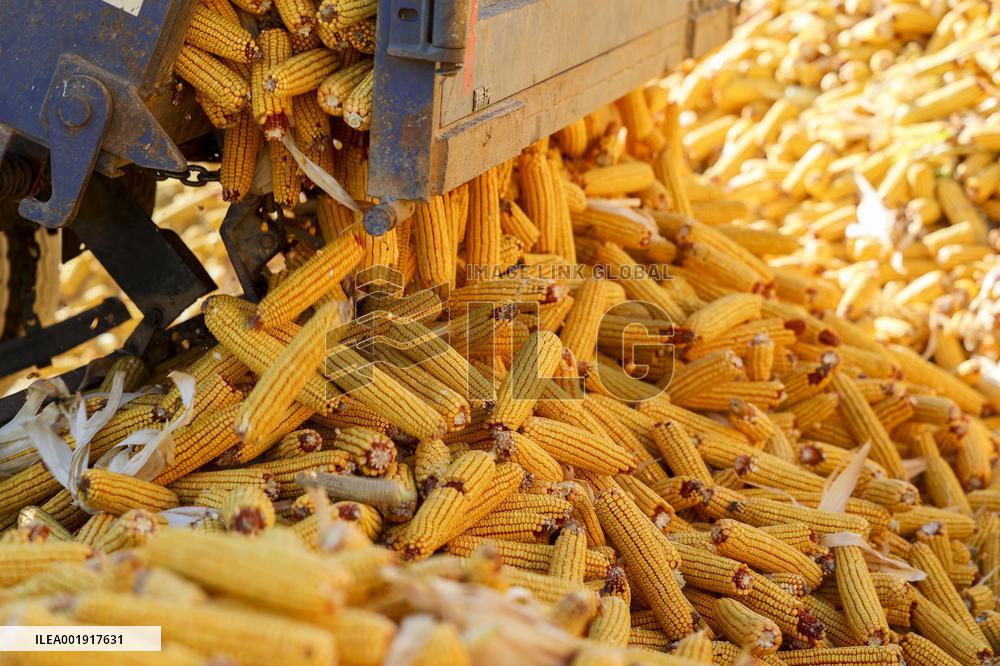 Grain Storage Center in Qingdao