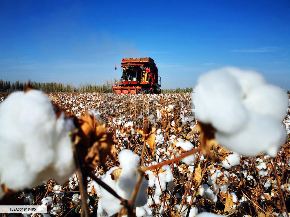Cotton Harvest in Xinjiang