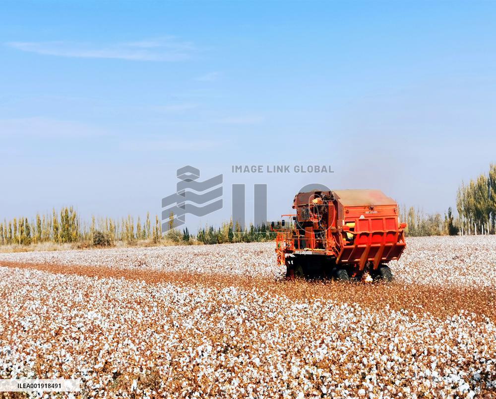 Cotton Harvest in Xinjiang