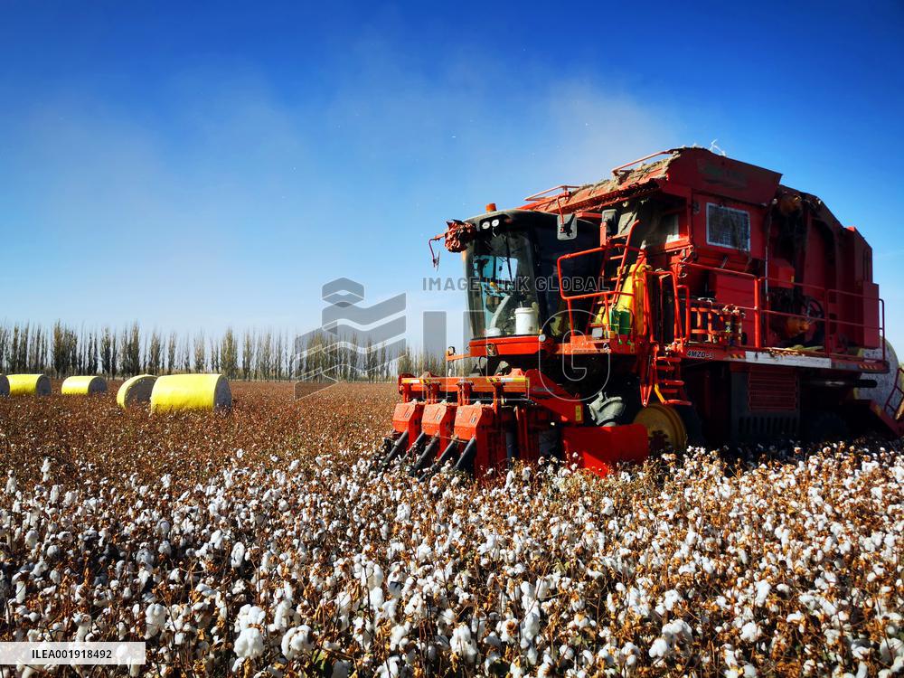Cotton Harvest in Xinjiang