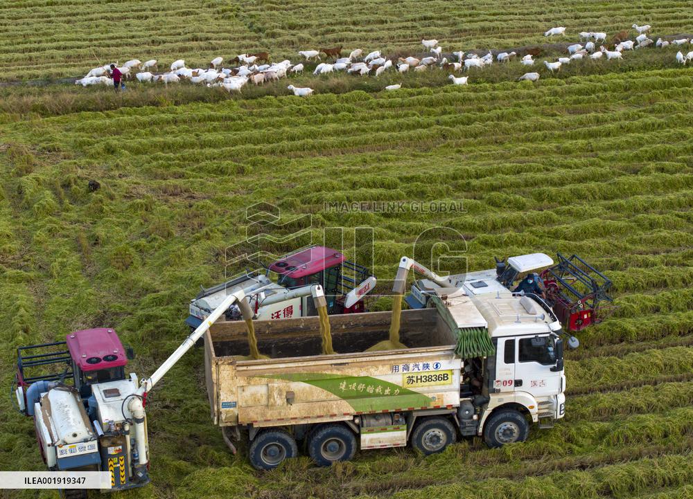 China Autumn Harvest