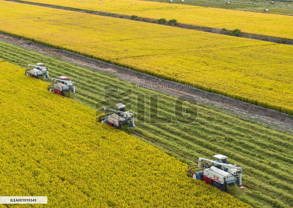 China Autumn Harvest