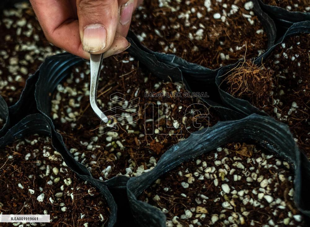 CHINA-YUNNAN-SPACE BREEDING-NEW FLOWER SPECIES (CN)