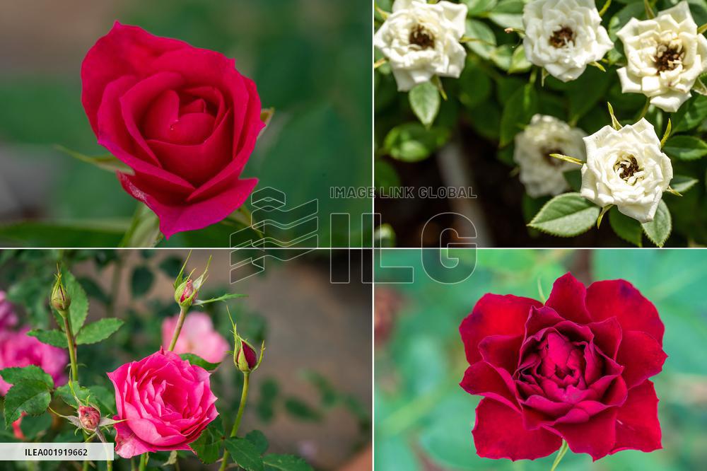 CHINA-YUNNAN-SPACE BREEDING-NEW FLOWER SPECIES (CN)