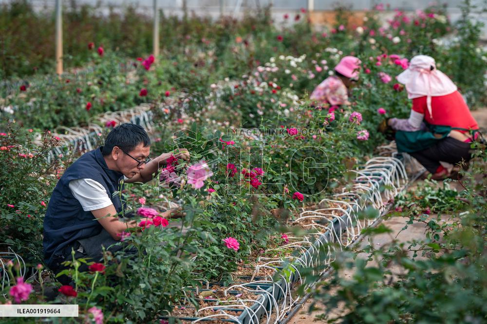 CHINA-YUNNAN-SPACE BREEDING-NEW FLOWER SPECIES (CN)
