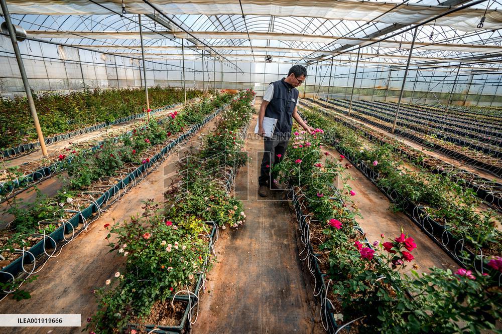 CHINA-YUNNAN-SPACE BREEDING-NEW FLOWER SPECIES (CN)