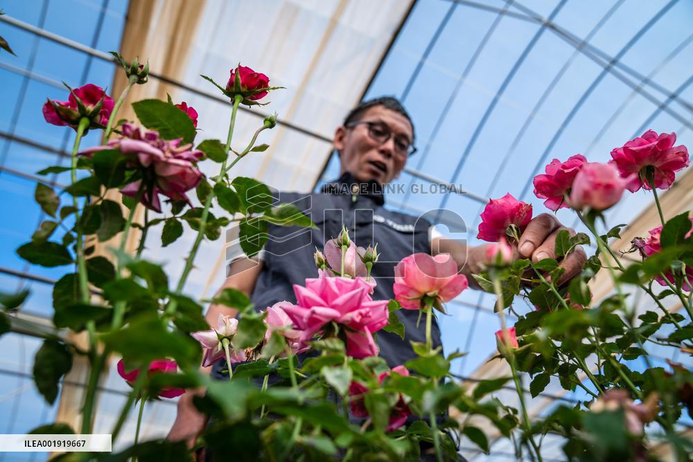 CHINA-YUNNAN-SPACE BREEDING-NEW FLOWER SPECIES (CN)