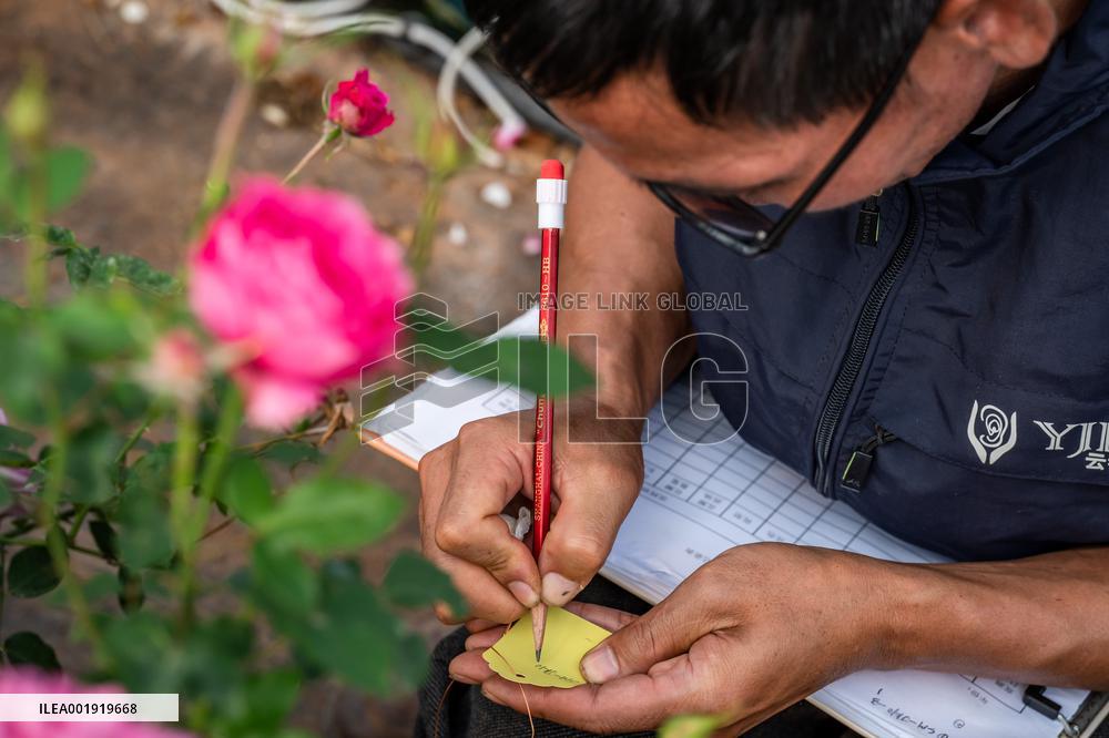CHINA-YUNNAN-SPACE BREEDING-NEW FLOWER SPECIES (CN)