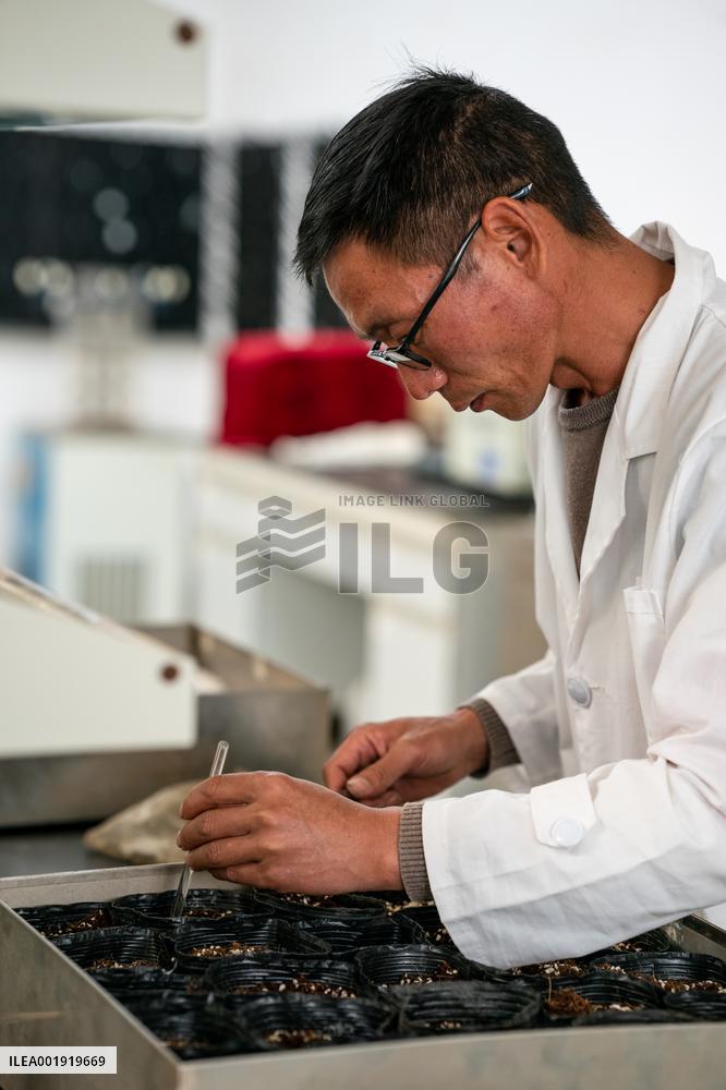 CHINA-YUNNAN-SPACE BREEDING-NEW FLOWER SPECIES (CN)