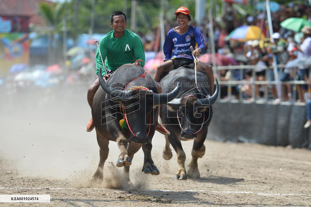 THAILAND-CHONBURI-BUFFALO RACE