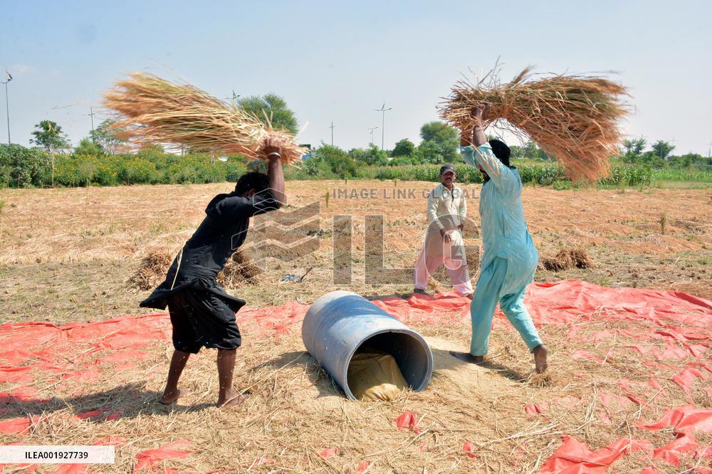 PAKISTAN-LAHORE-AGRICULTURE-PADDY-HARVEST